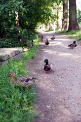 Group of ducks on sunny day trip