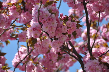 Abundant lush flowering of cherry blossoms under the blue sky in spring.