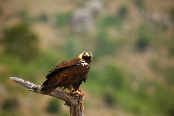 The Spanish imperial eagle (Aquila adalberti), also the Iberian imperial , Spanish or Adalbert's eagle sitting on the branch with prey. Imperial eagle  with rabitt with mountains in the background.