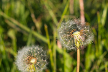 summer day, dandelions were sown with seeds, unusually beautiful