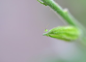 Green small insect on a green plant. Macro.