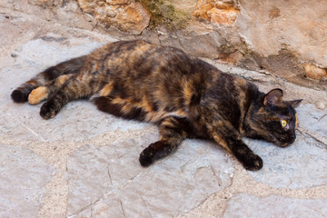 Beautiful black and red cat lying on the ground