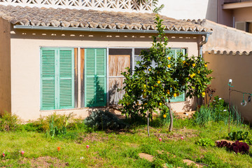 Fototapeta na wymiar Lemon tree in Esporles, Mallorca, Spain