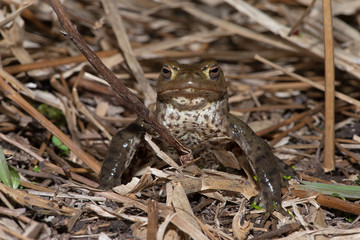 Common Toad (Bufo bufo) at the edge of breeding pond