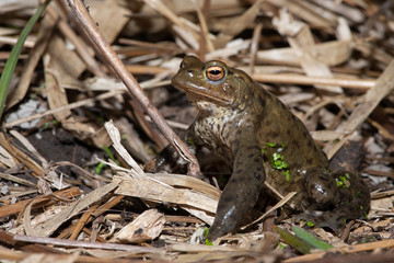 Common Toad (Bufo bufo) at the edge of breeding pond