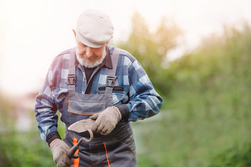 Removing weeds from soil of potatoes, Senior elderly man wielding hoe in vegetable garden