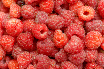 Heap of sweet red raspberries close up for background