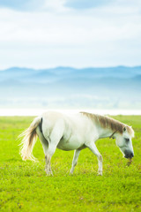 Naklejka na ściany i meble A white horse walking in the green field in springtime.