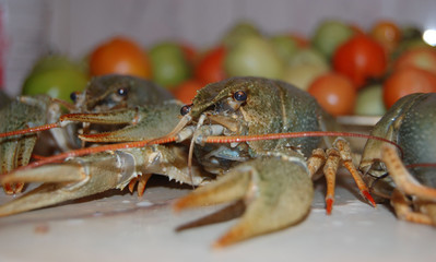 Fresh crayfish with large claws on the background of ripe red and green fruits of tomatoes