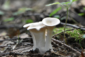 White little poisonous forest mushrooms among the twigs and moss in the natural environment