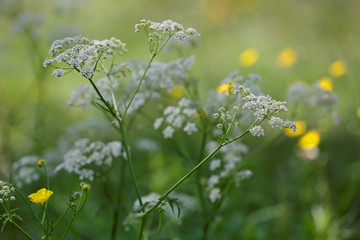Cow parsley blooming in field. Yellow flowers on background