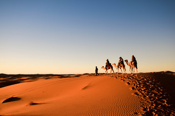 Fototapeta na wymiar Camels in the Desert