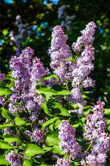 bright purple flowers of lilac om the bush