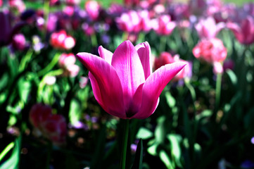 Obraz premium Tulpe