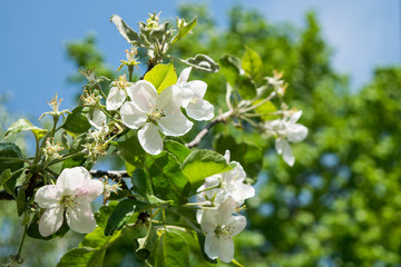 Apple flowers on tree branch on springtime