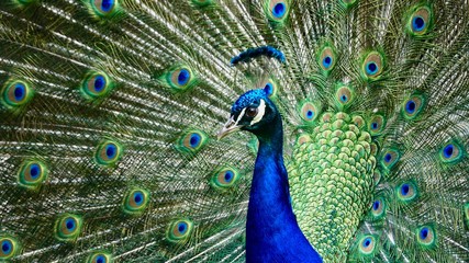 Obraz premium Pfau, Hahn, Rad