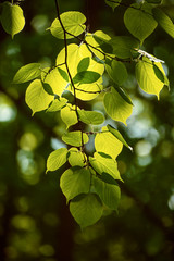 Sunny green leaves