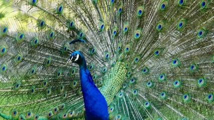 Obraz premium Pfau, Hahn, Rad