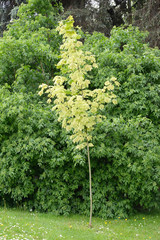 The maple acutifoliate Acer platanoides Drummondii grows in the park