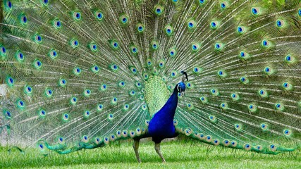 Obraz premium Pfau, Hahn, Rad