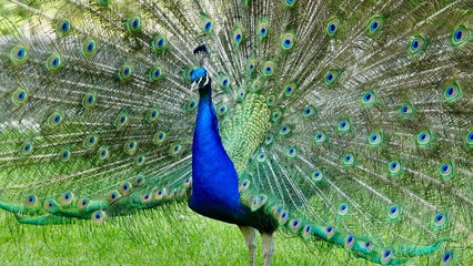 Obraz premium Pfau, Hahn, Rad