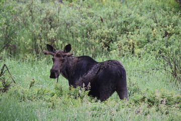 Bull Moose in Woods 