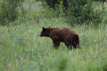 brown bear in the forest