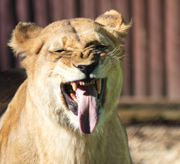 Leoa mostrando os dentes e a lingua