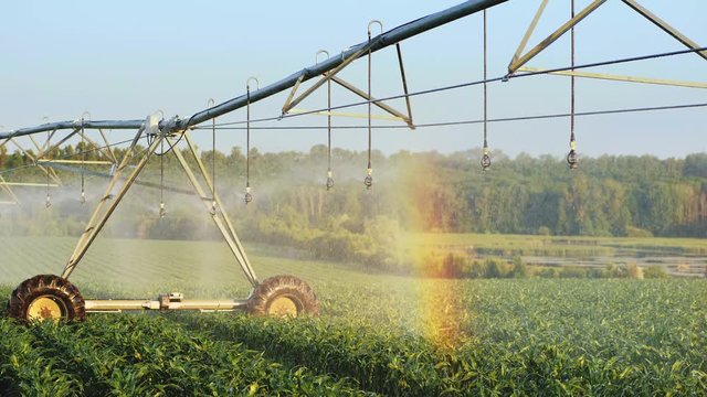 Corn crop irrigation system closeup