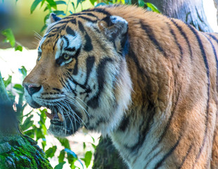 Tigre abrindo a boca