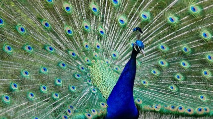 Obraz premium Pfau, Hahn, Rad