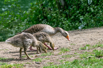 Greylag geese (anser anser) with offspring