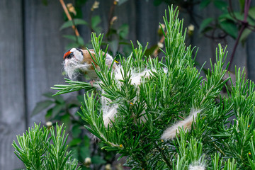 Animal behavior as a goldfinch (carduelis carduelis) wild bird collects ginger cat fur from rosemary bush for nest building