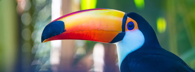 Close up de tucano © JCLobo