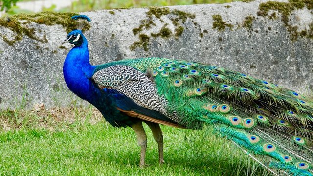 Pfau, Hahn, Rad