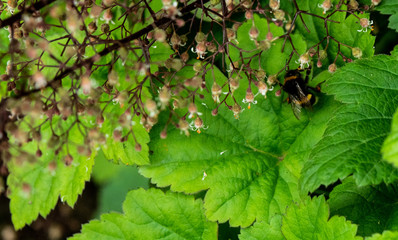 OLYMPUS DIGITAL CAMERA - BEE