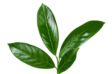 Green leaves isolated on white background.