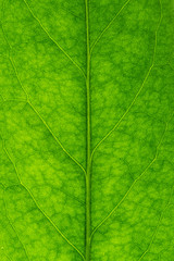 Naklejka na ściany i meble Texture of a green leaf. Illuminated from the back.