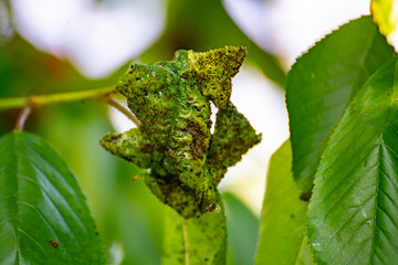 macro of fruit tree leaf poisoned by black aphid desease problem