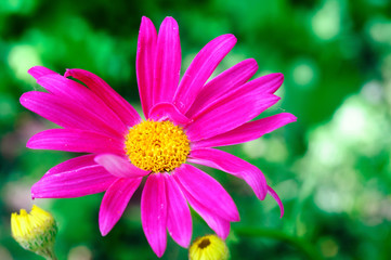 Obraz premium Bright pink flower of pyrethrum in the summer garden.