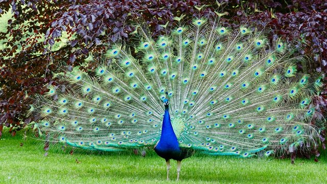 Pfau, Hahn, Rad
