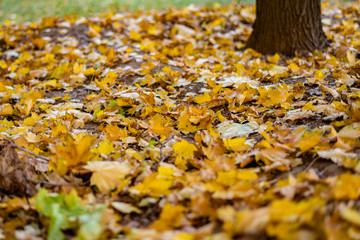 relaxing scene of public park with fallen yellow leaves during summer