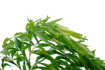 Tropical palm leaves on white isolated background for green foliage backdrop 