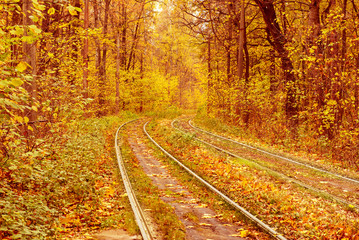 Rails in the forest