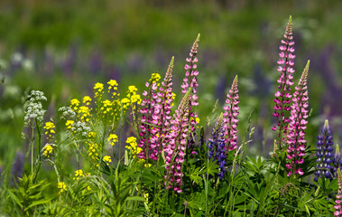 Lupins, rapeseed, yarrow flowers in the meadow