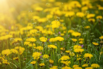 Fototapeta premium Dandelion flower meadow
