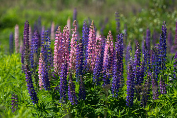 Fototapeta premium Lupin (Lupinus) flowers