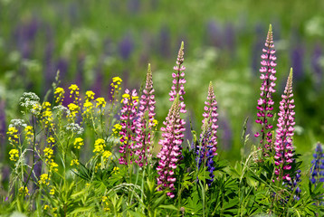 Lupins, rapeseed, yarrow flowers in the meadow