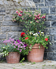 Fototapeta na wymiar Bright flowers in flower pots against a gray stone wall