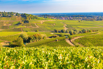 Beautiful view of the  vineyards in Burgundy, France
